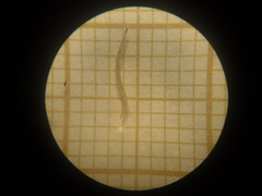 Culicoides