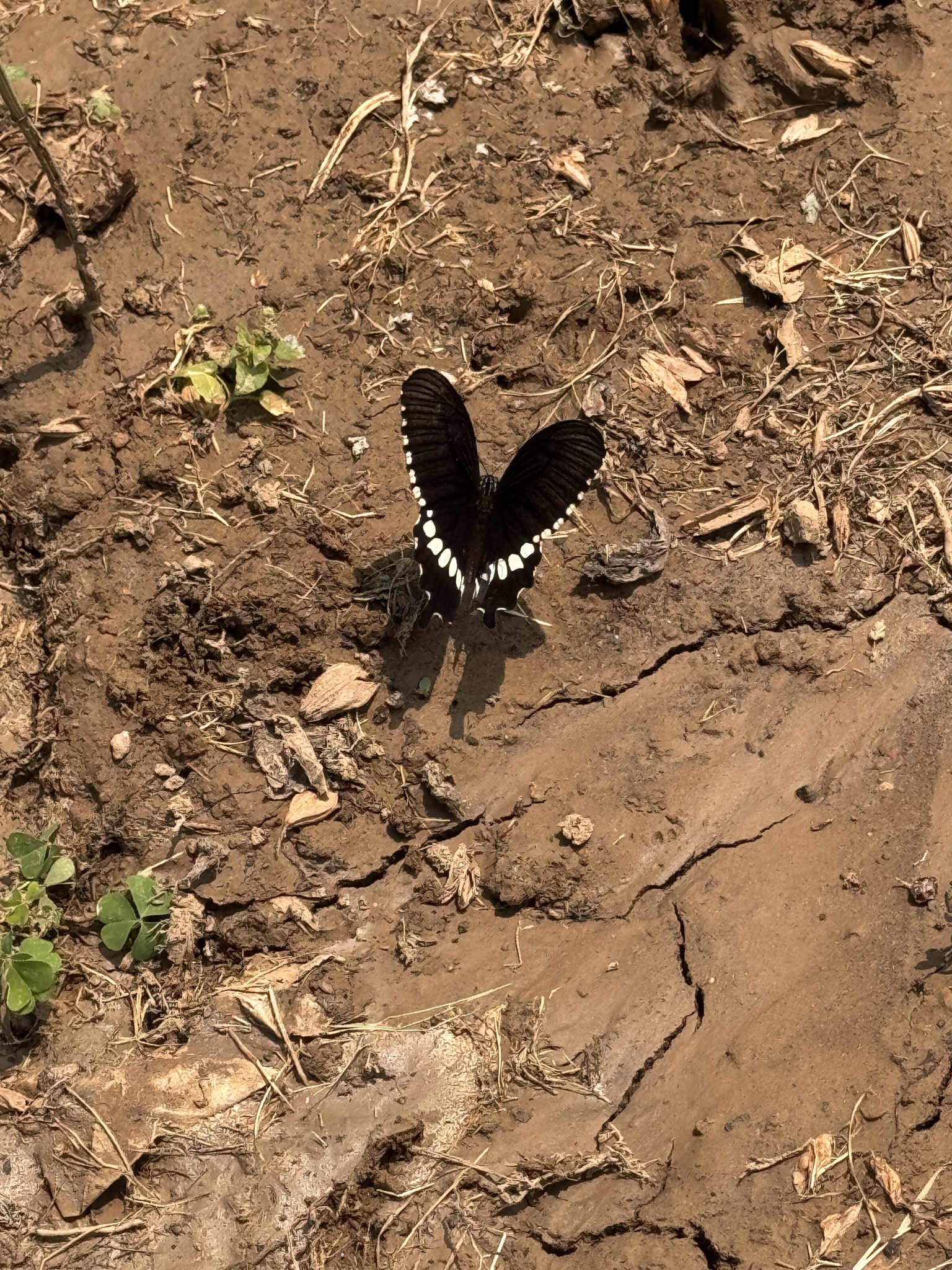 Common Mormon