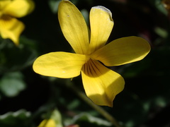 Viola purpurea quercetorum
