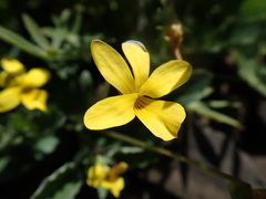 Viola purpurea quercetorum