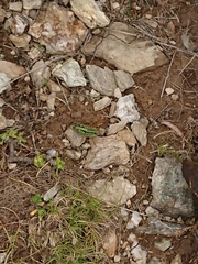 Miramella carinthiaca