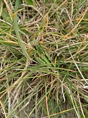 Miramella carinthiaca