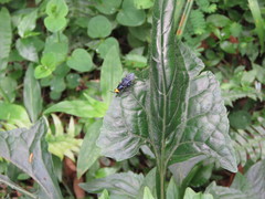 Cyphomyia auriflamma