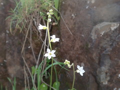Lithophragma bolanderi