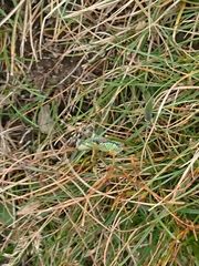 Miramella carinthiaca