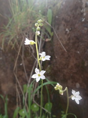 Lithophragma bolanderi