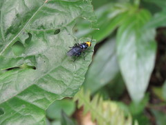 Cyphomyia auriflamma