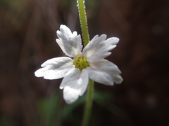 Lithophragma bolanderi