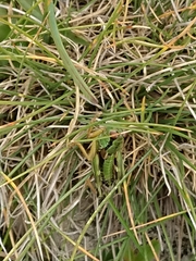 Miramella carinthiaca