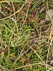 Miramella carinthiaca