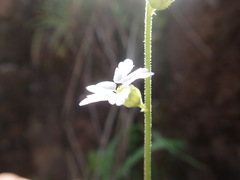 Lithophragma bolanderi