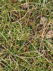 Miramella carinthiaca