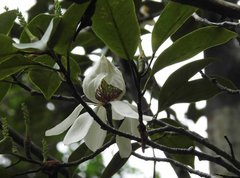 Magnolia maudiae