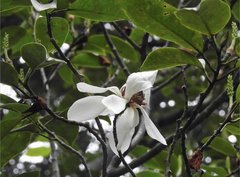 Magnolia maudiae