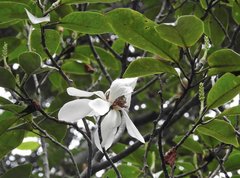 Magnolia maudiae