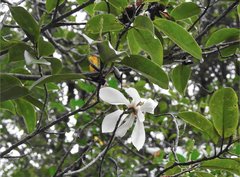 Magnolia maudiae