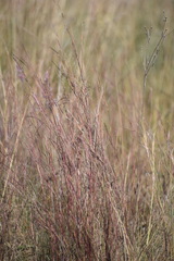Blood Bluestem (Schizachyrium sanguineum)