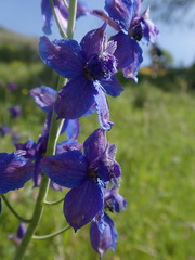 Delphinium variegatum