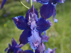 Delphinium variegatum