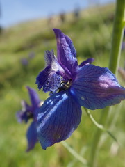 Delphinium variegatum
