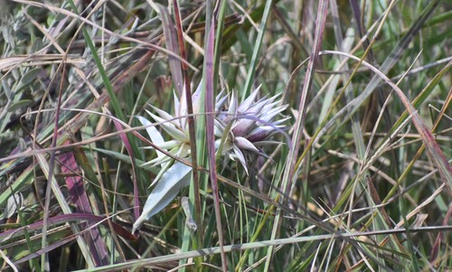 Image of Macledium zeyheri by (c) Justin Ponder, some rights reserved (CC BY)