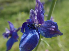 Delphinium variegatum