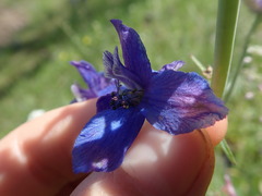 Delphinium variegatum