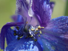Delphinium variegatum