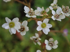 Micranthes californica