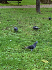 Columba livia