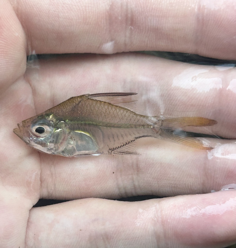 Glass Perch (Ambassis interrupta)