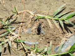 Cicindela sedecimpunctata