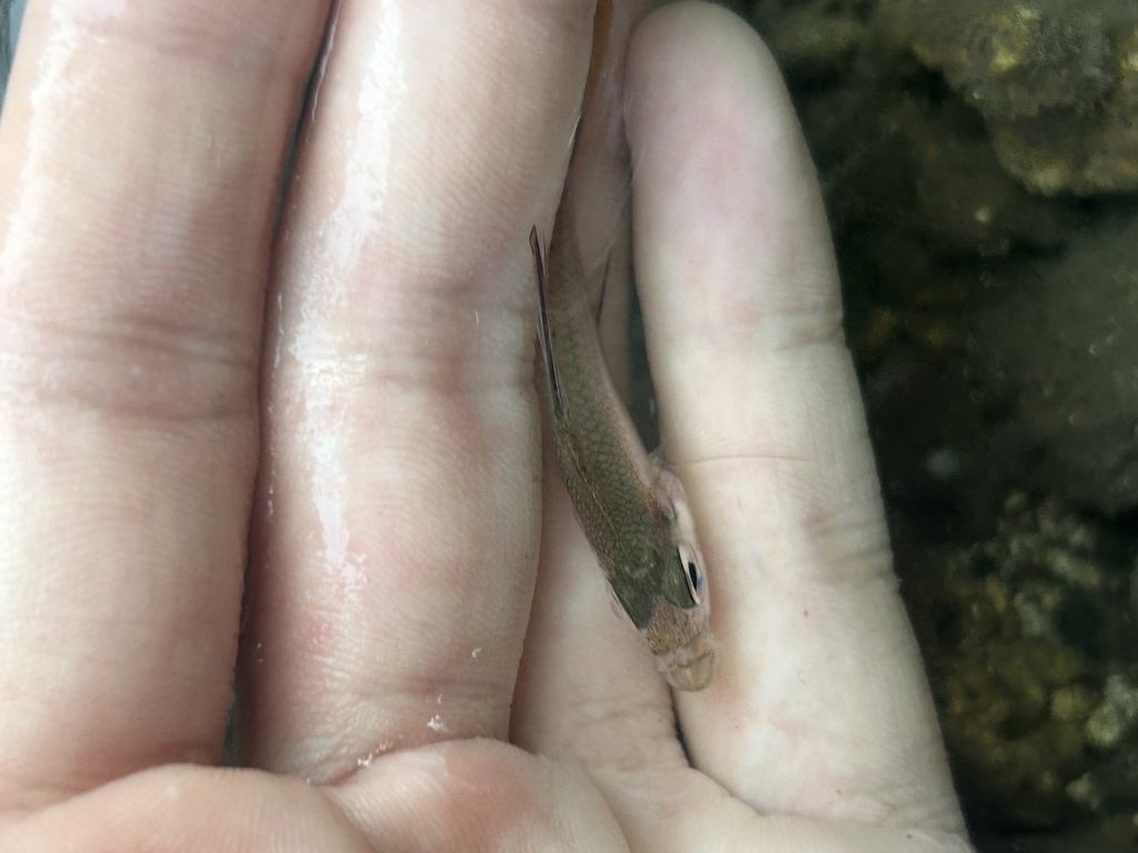 Glass Perch (Ambassis interrupta)
