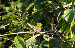Ploceus nelicourvi