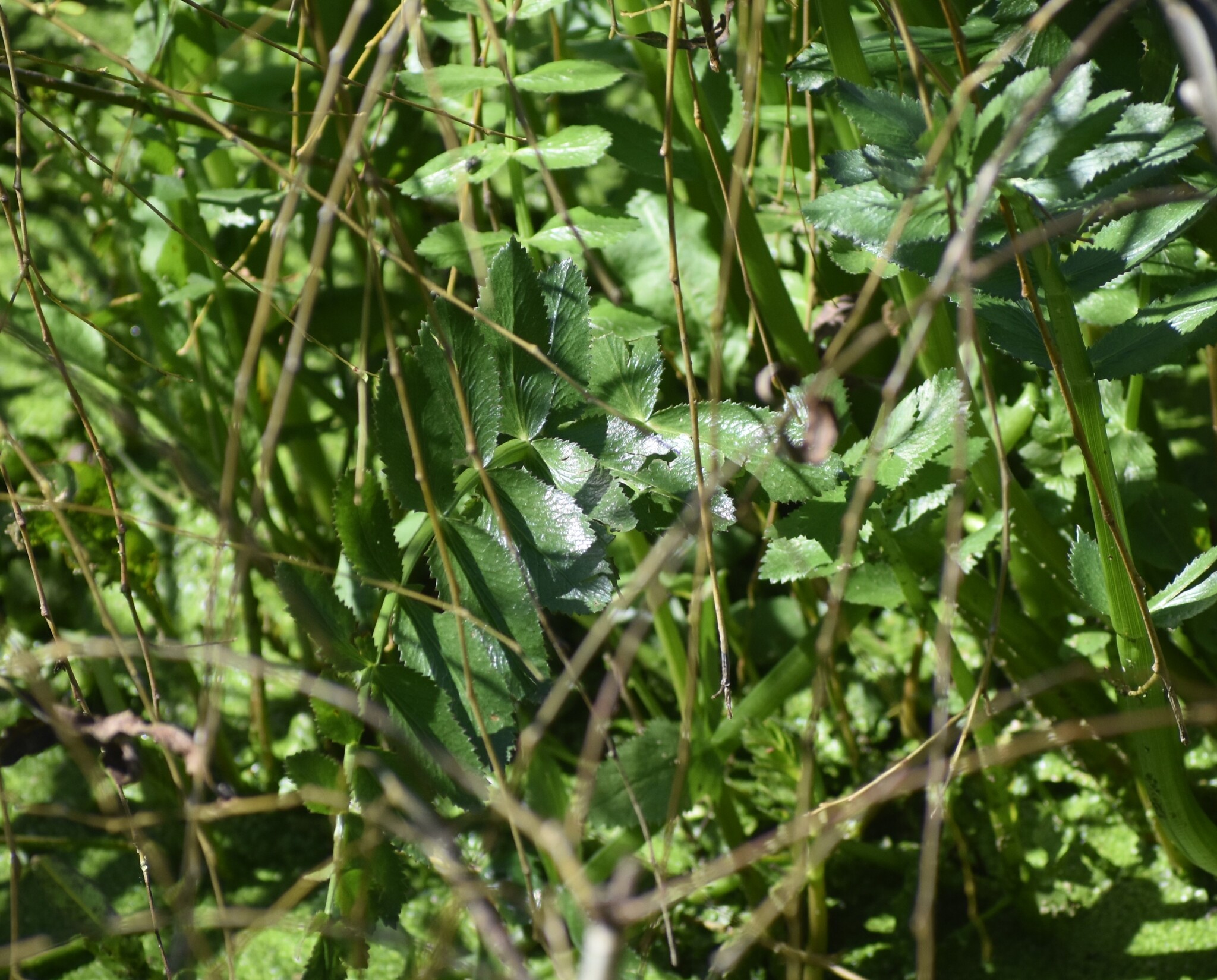 Cutleaf Waterparsnip (Berula thunbergii)