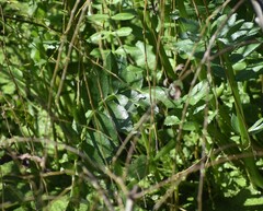 Berula thunbergii