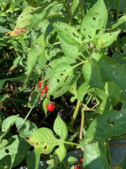 Solanum dulcamara