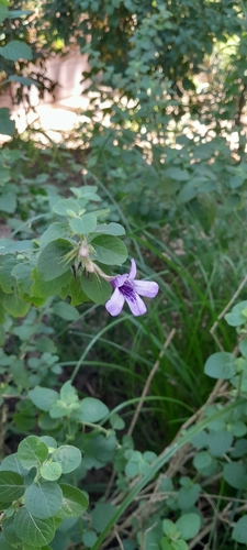 Thunberg-leaf Dyschoriste (Dyschoriste thunbergiiflora)