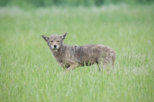 Coyote photographed in Oklahoma