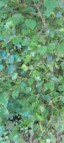 Image of Baphia racemosa by (c) Rosemary Harrison, some rights reserved (CC BY-SA)