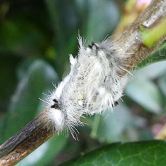 Euproctis haemodetes