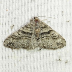 Prionomelia spododea