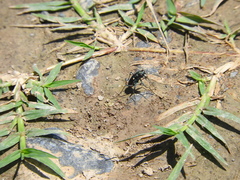 Cicindela sedecimpunctata
