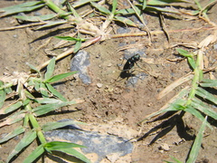 Cicindela sedecimpunctata