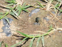 Cicindela sedecimpunctata