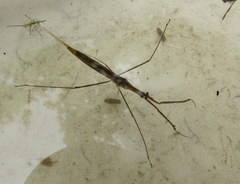 Ranatra fusca