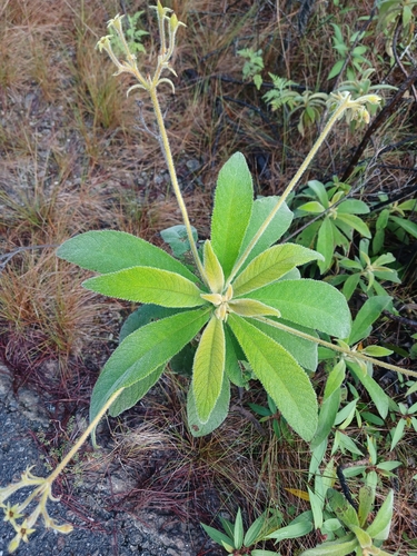 Rhytidophyllum auriculatum, photograph 2