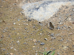 Hemiargus ceraunus astenidas
