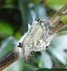 Euproctis haemodetes