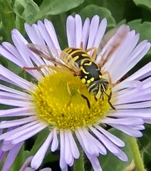 Spilomyia